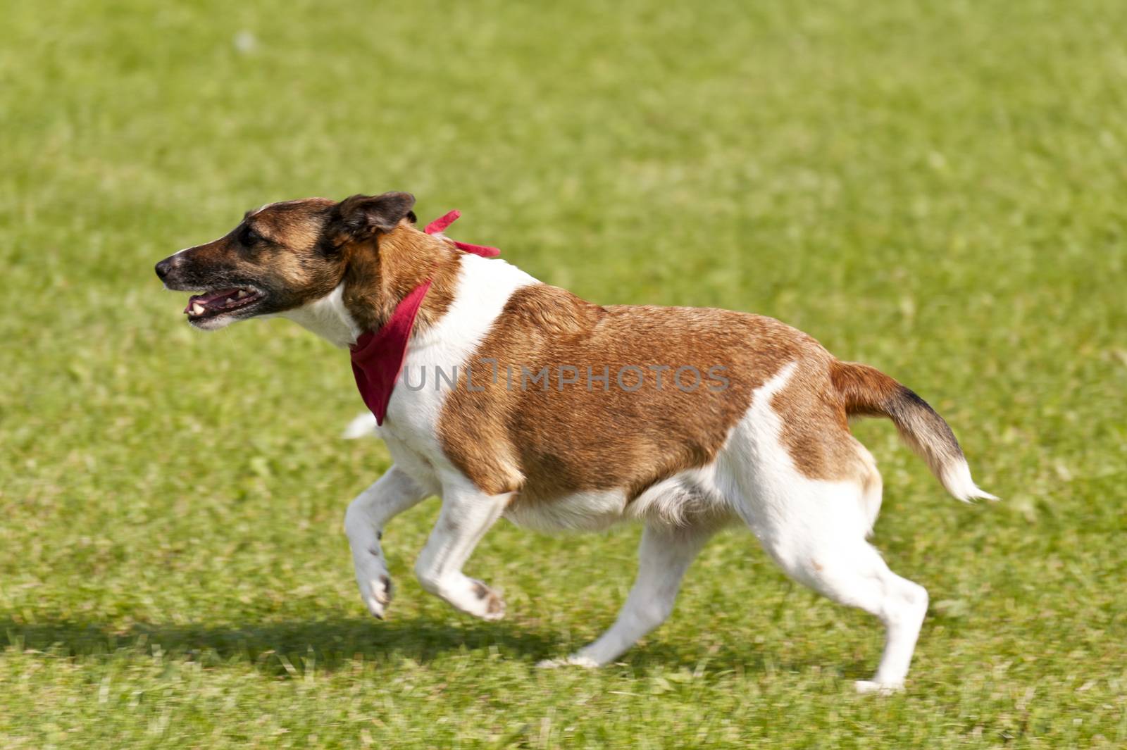Dog Race
