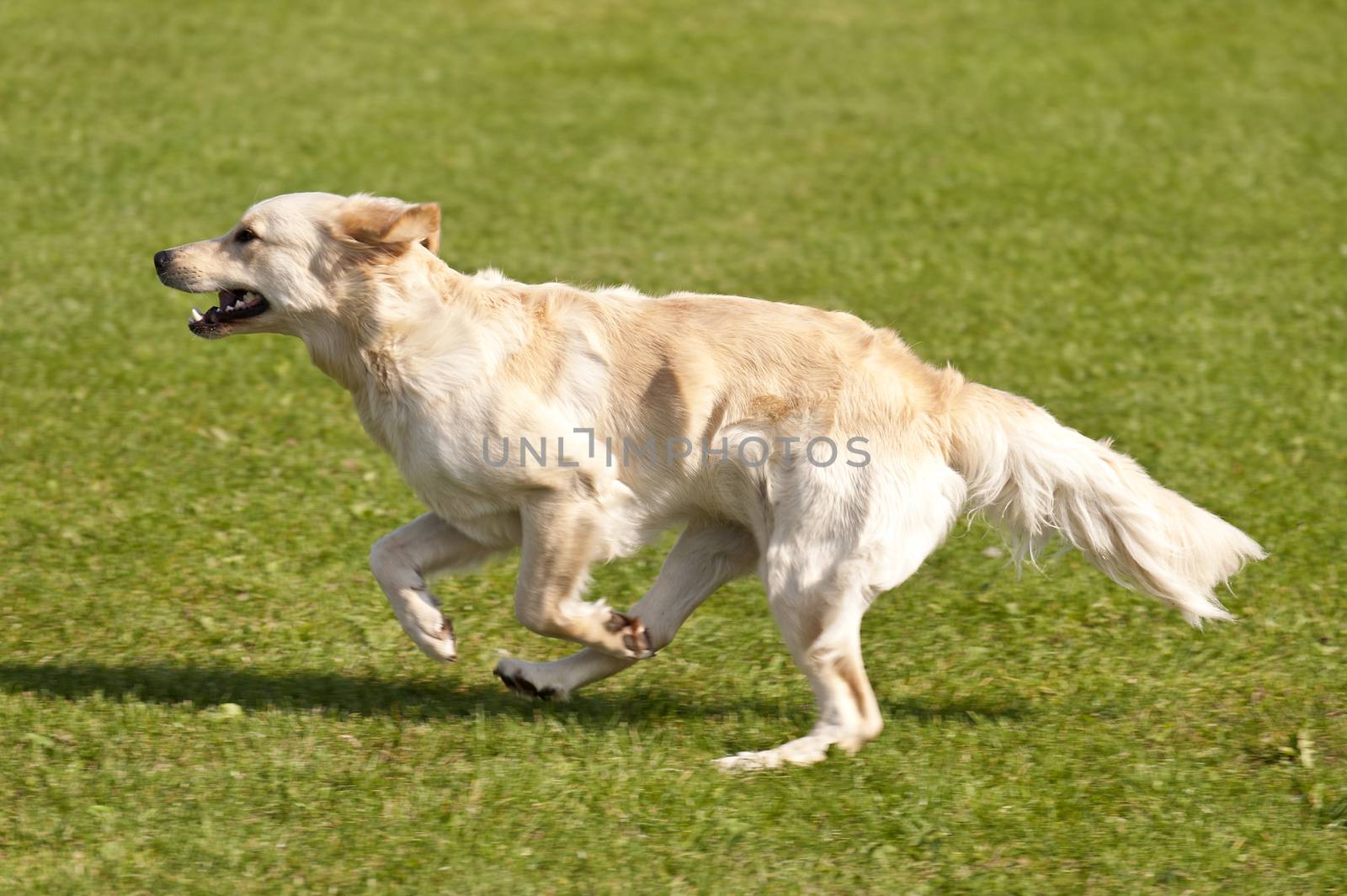 Dog Race