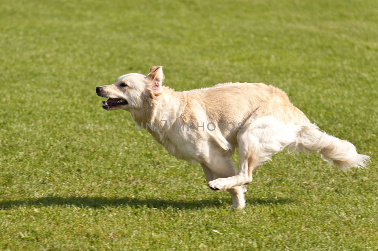 Dog Race