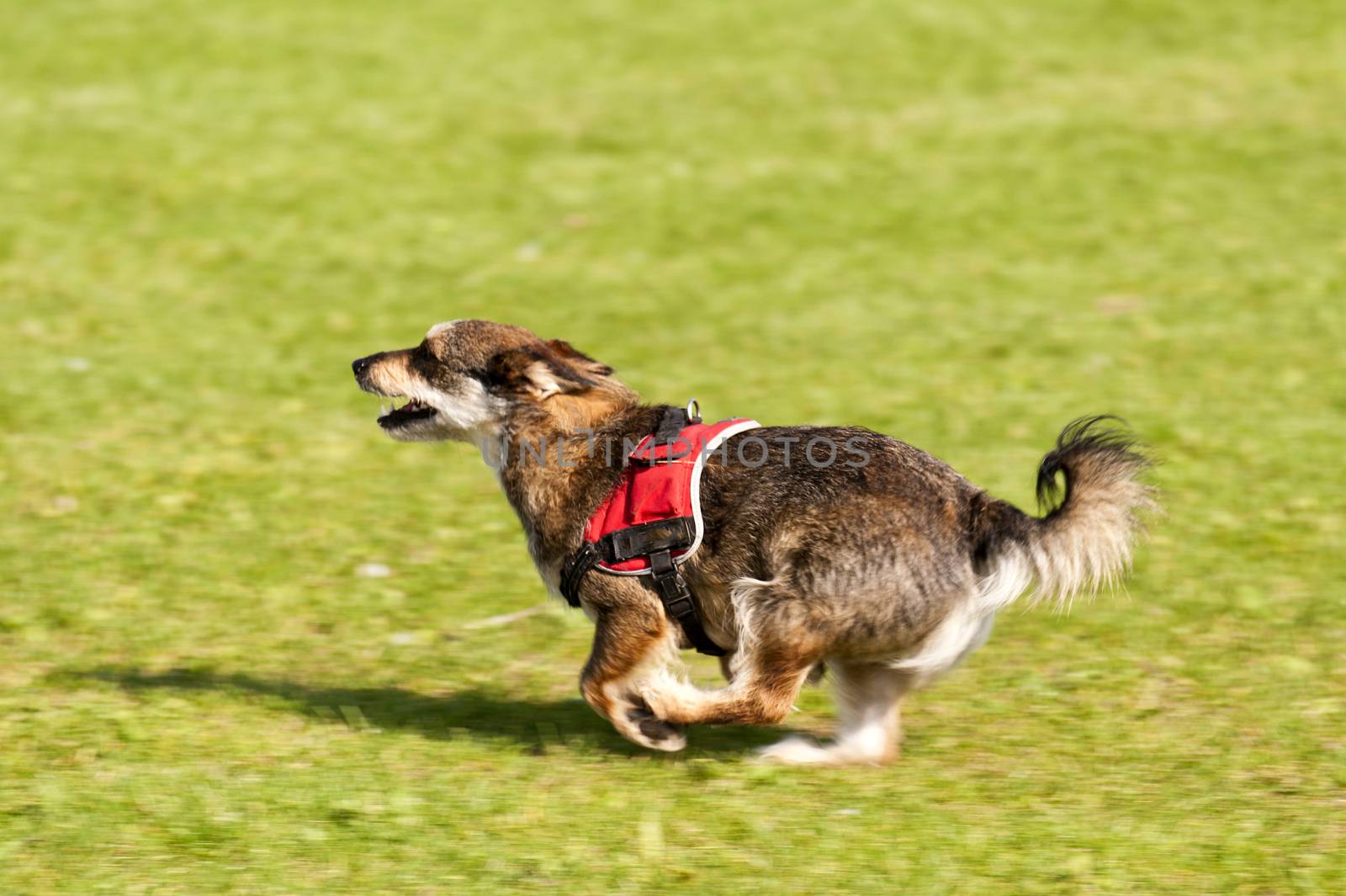 Dog Race