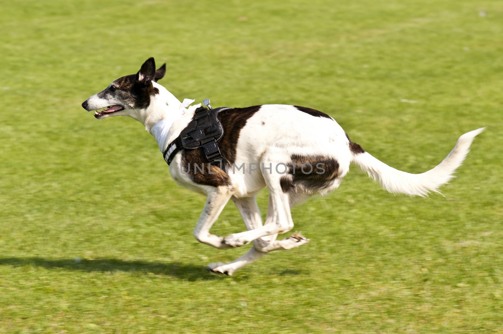 Dog Race