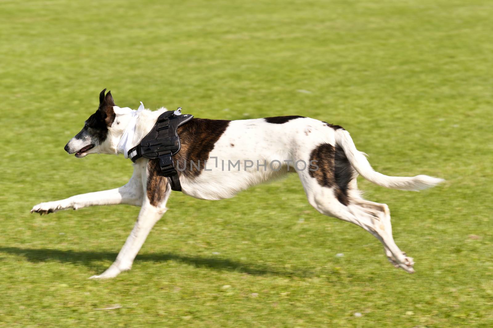 Dog Race