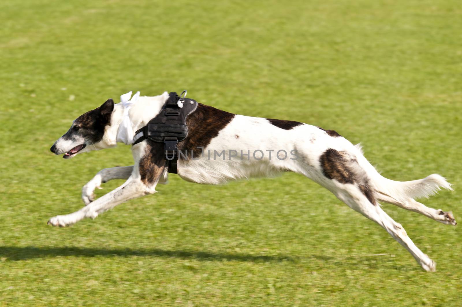 Dog Race