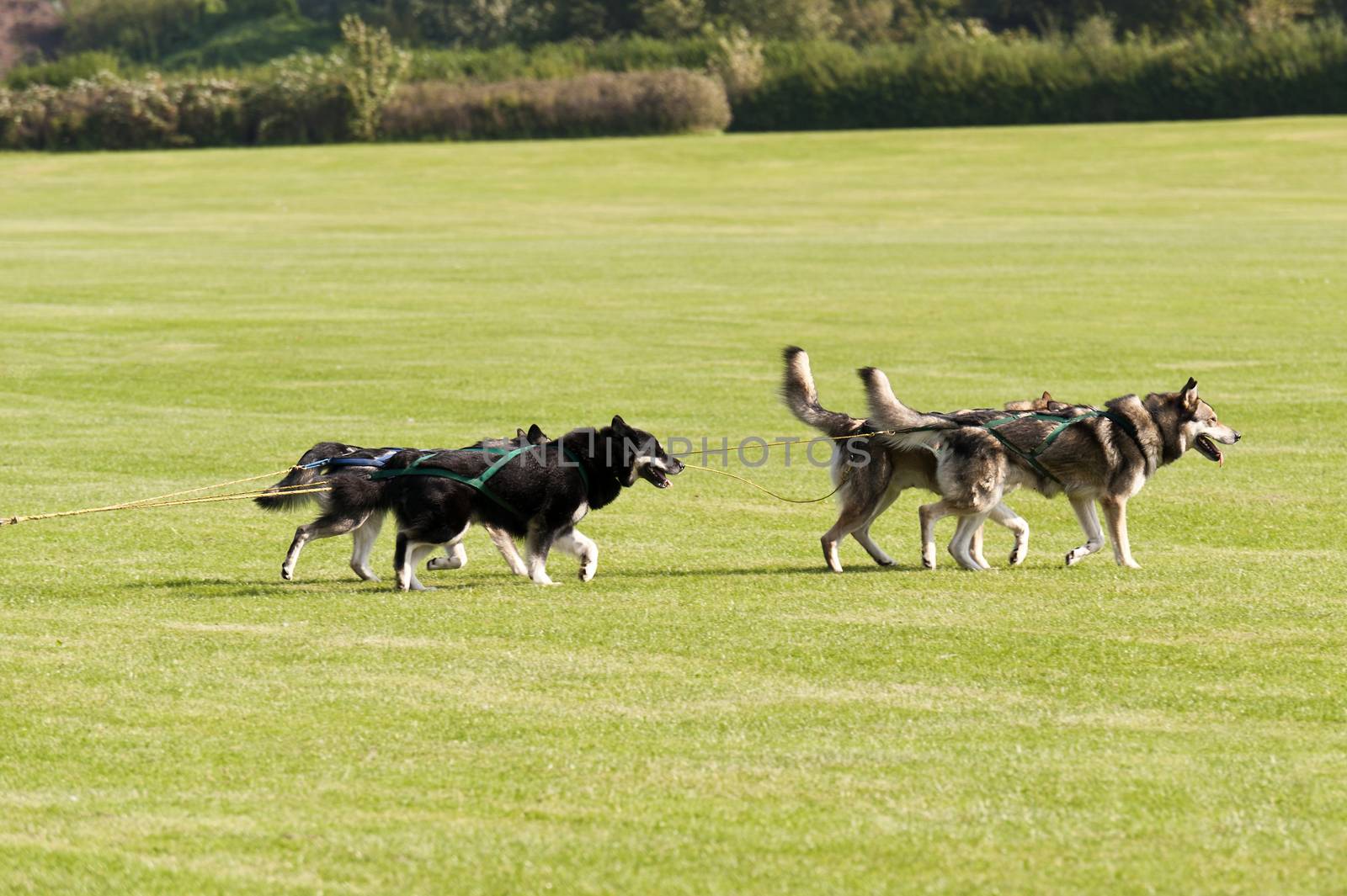Sledge Dogs