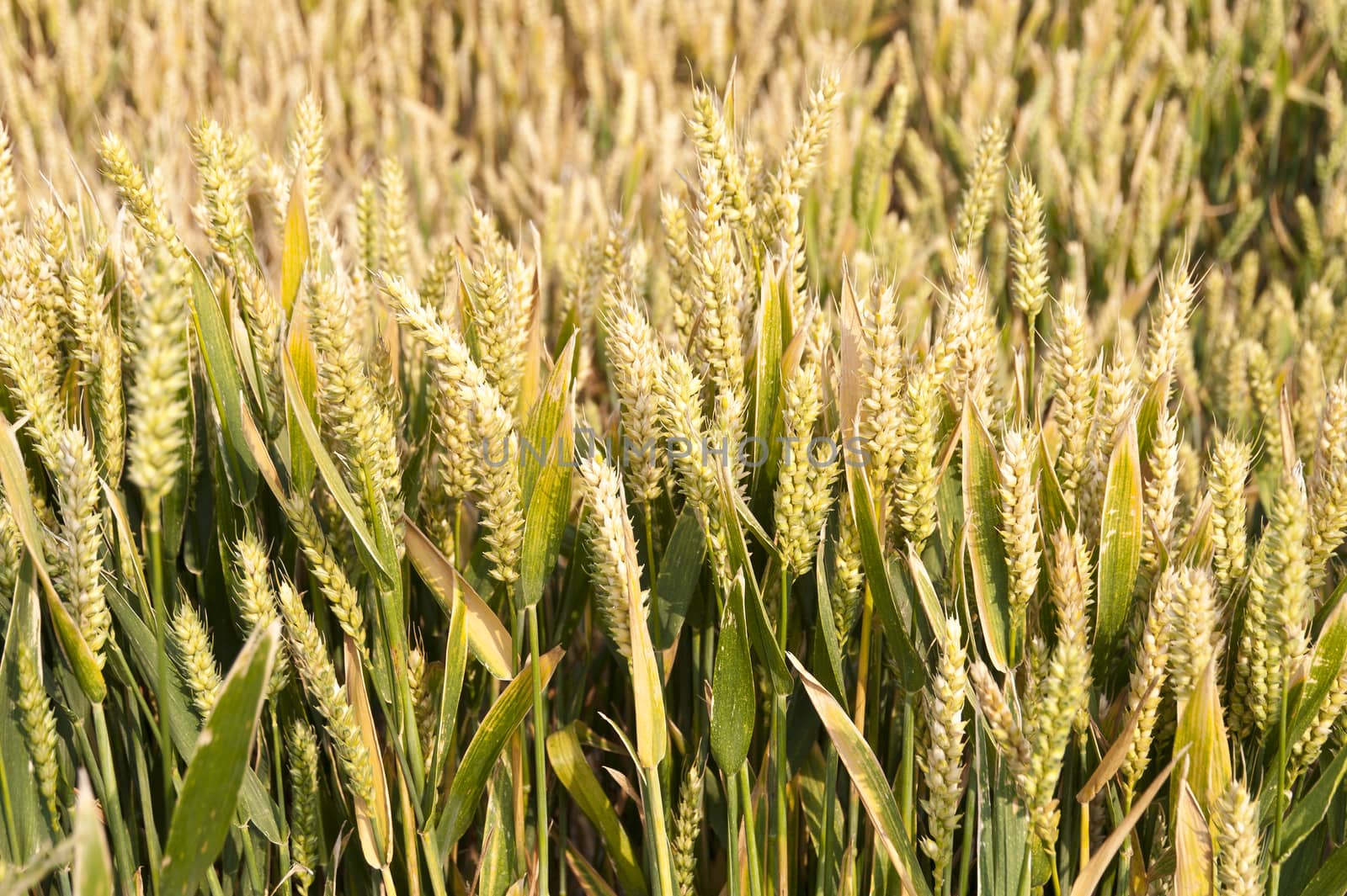 Detail of a Cornfield