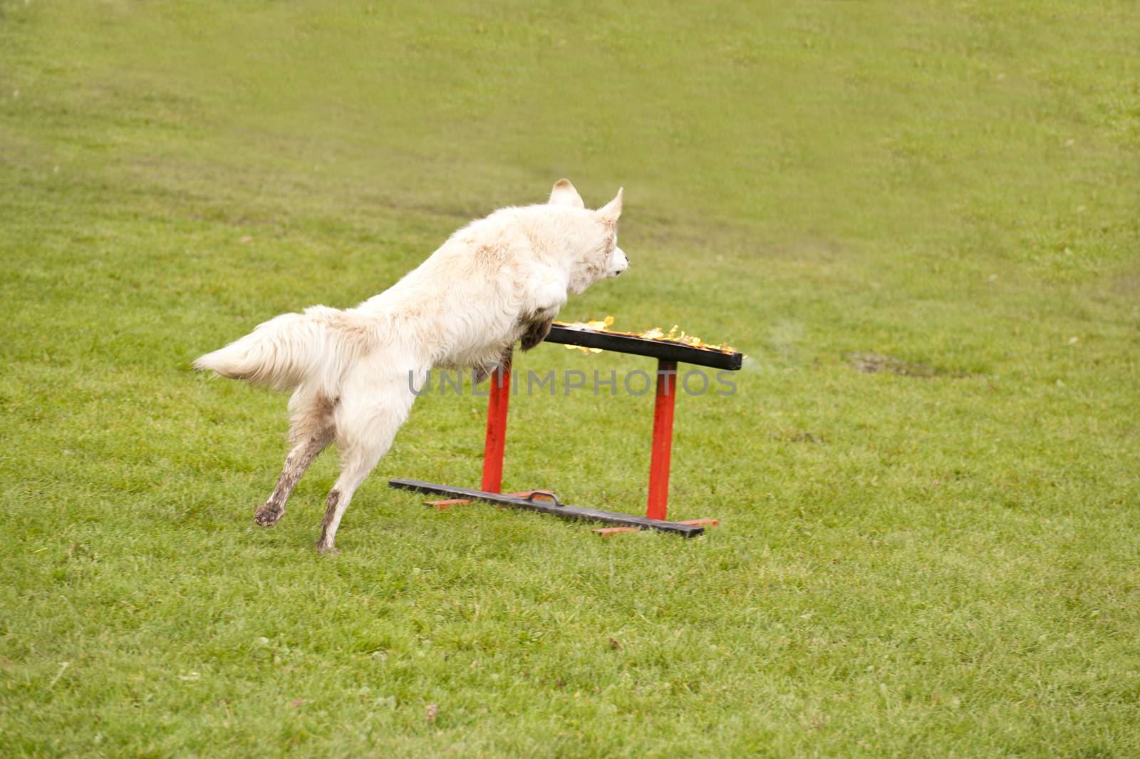 Training of a Rescue Dog Squadron