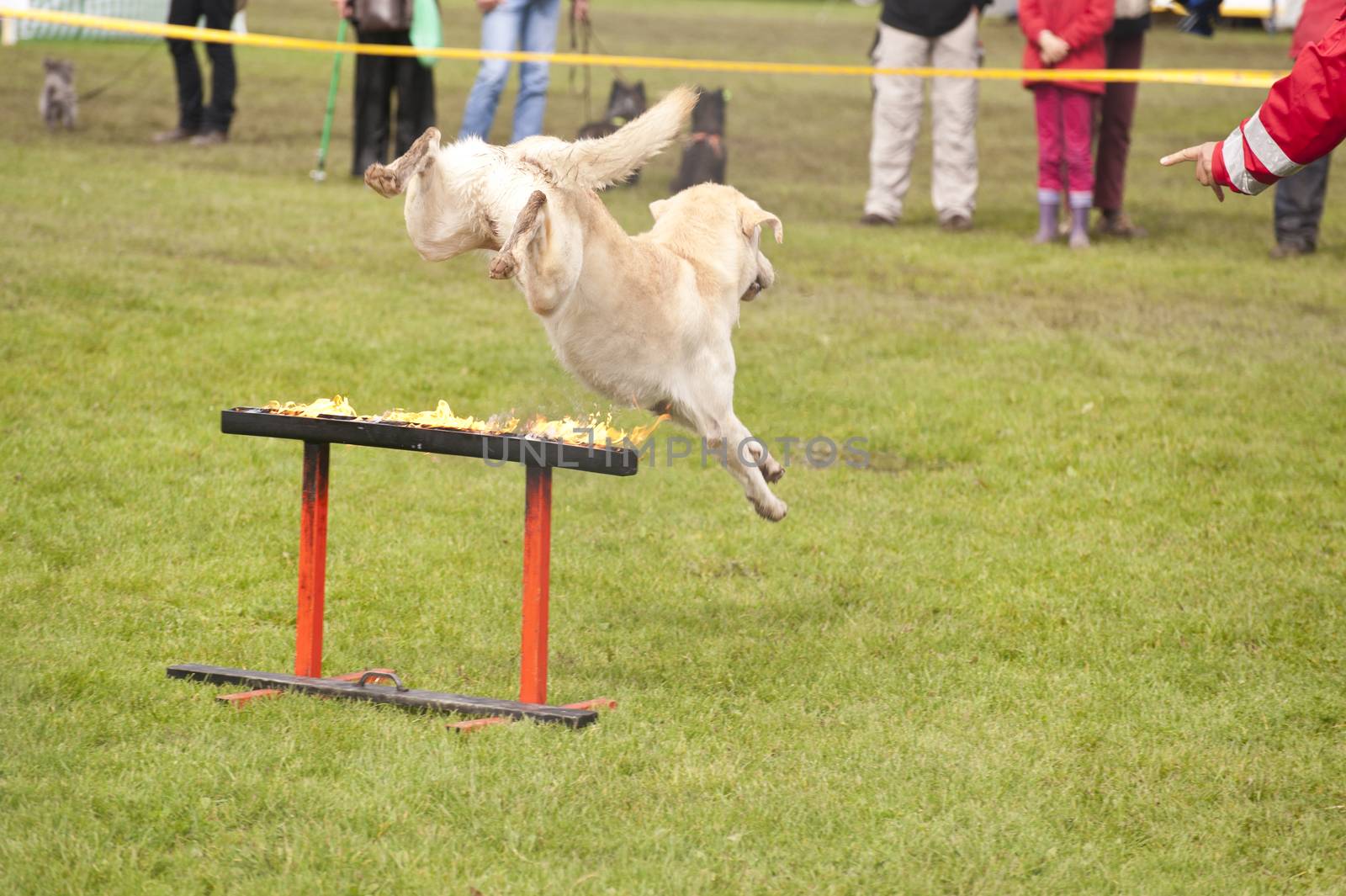 Training of a Rescue Dog Squadron