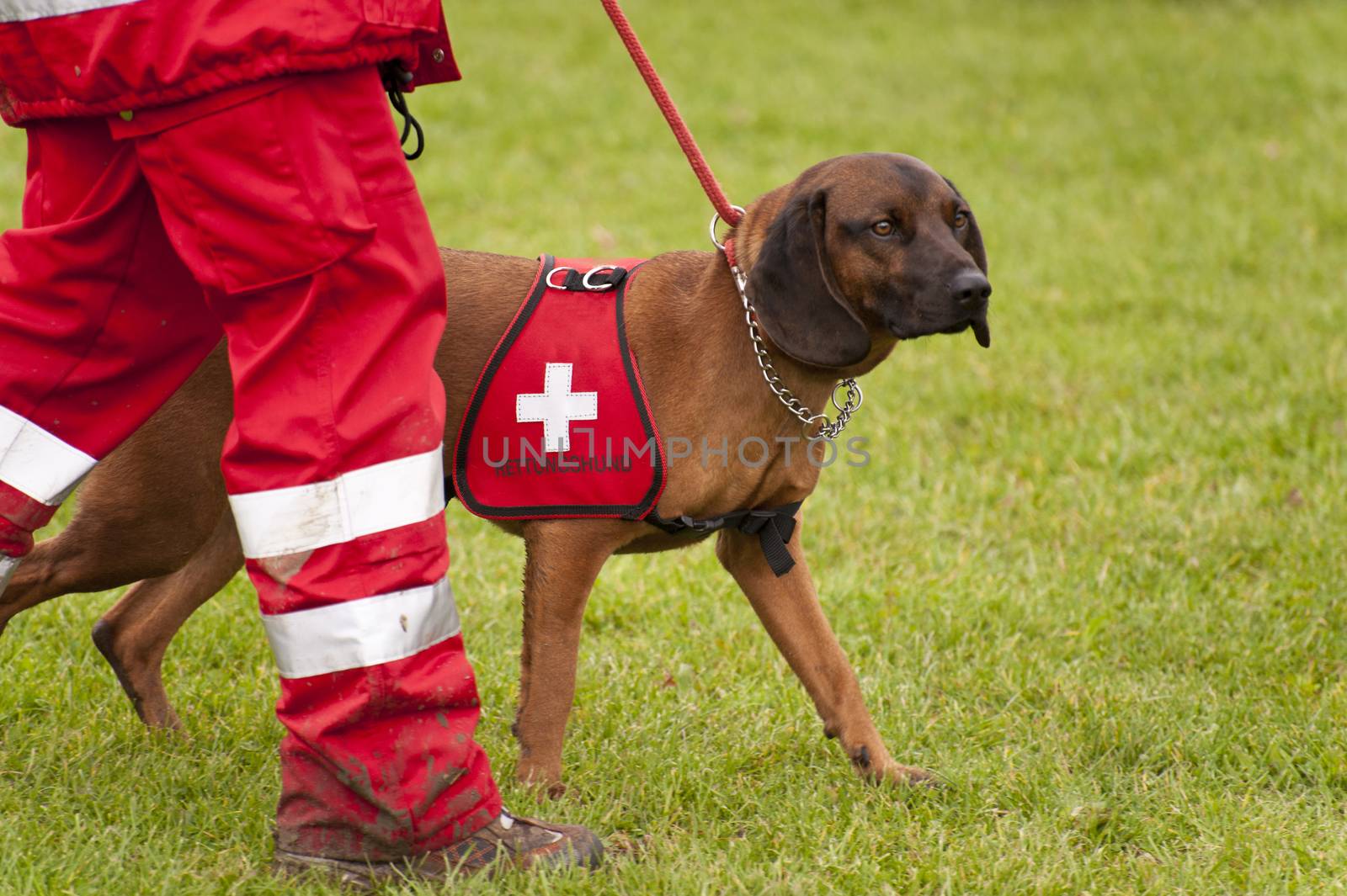 Training of a Rescue Dog Squadron