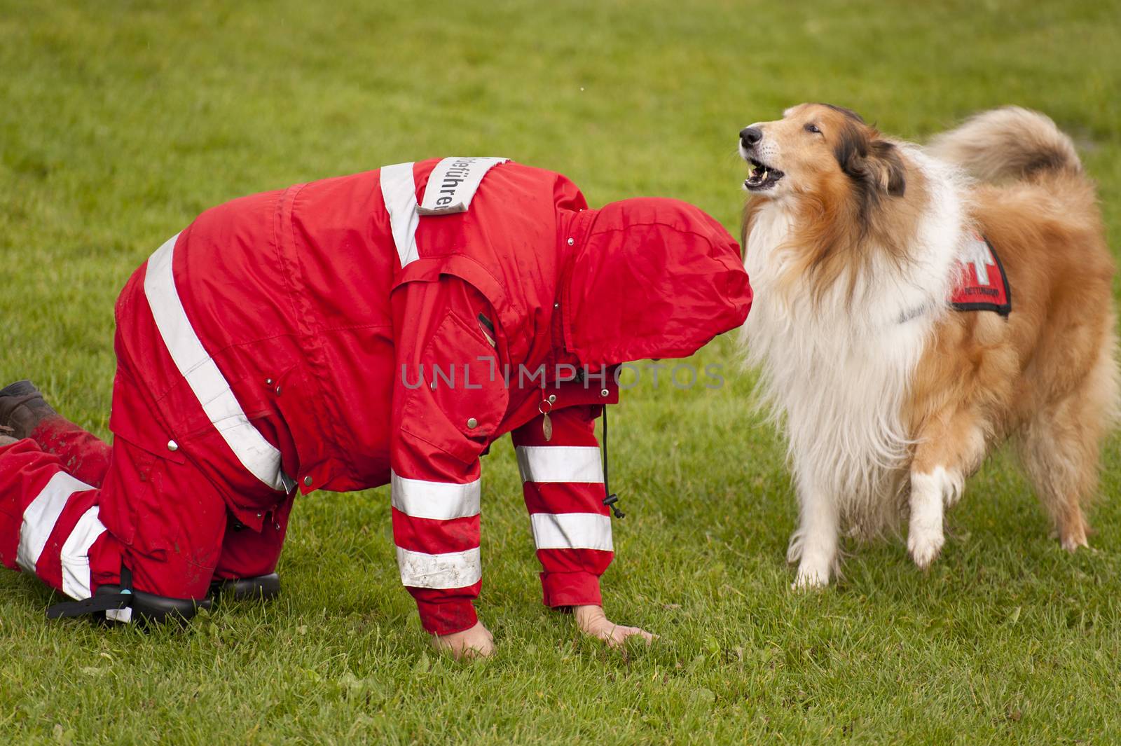 Training of a Rescue Dog Squadron