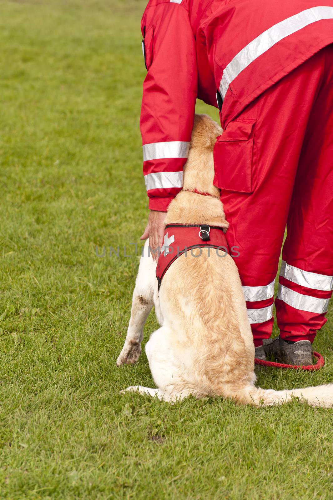 Training of a Rescue Dog Squadron
