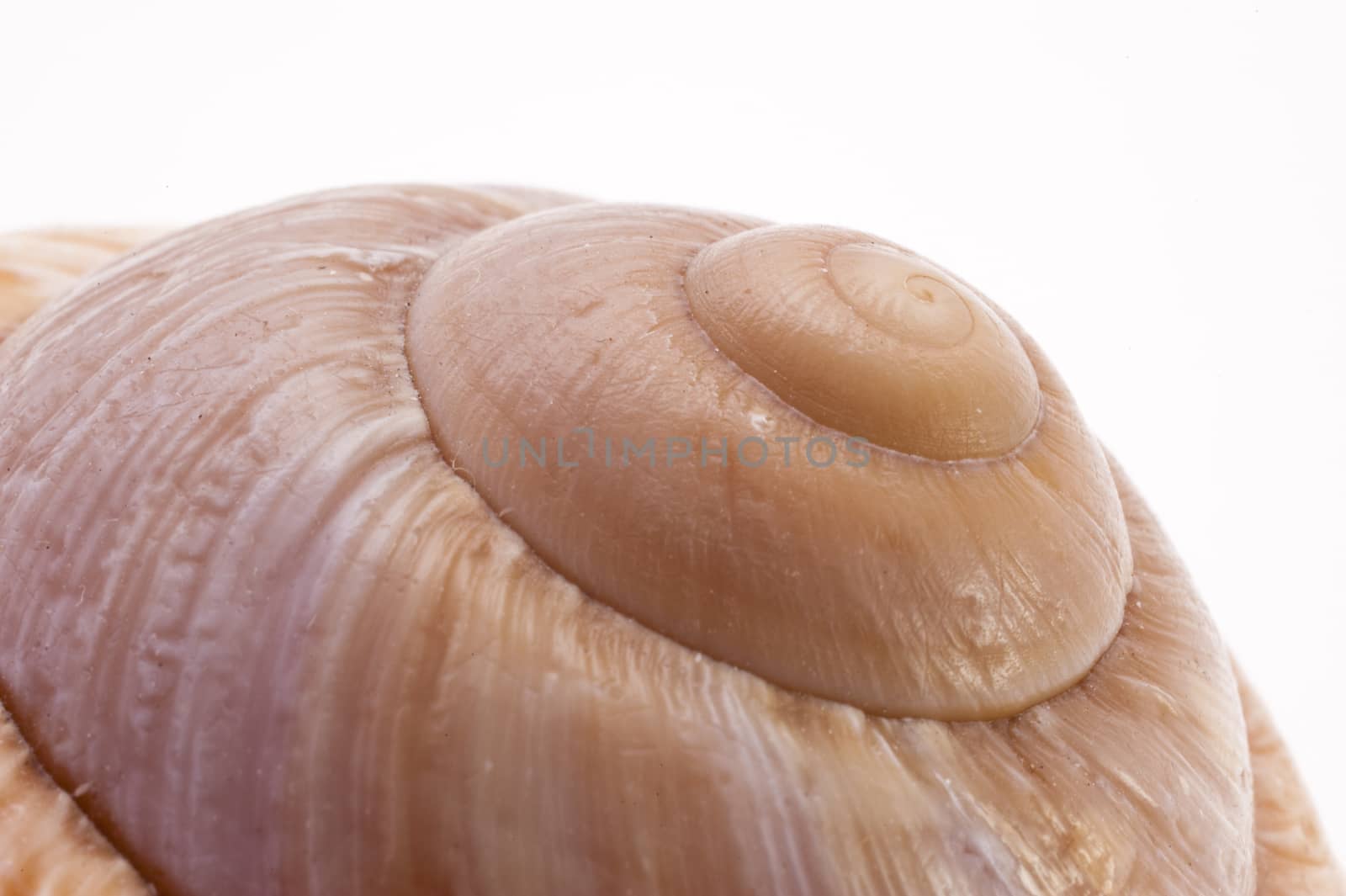 Close up of a Snail Shell