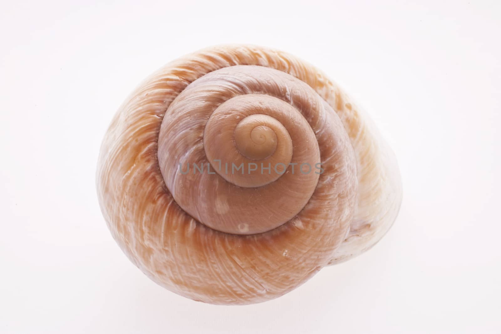 Close up of a Snail Shell