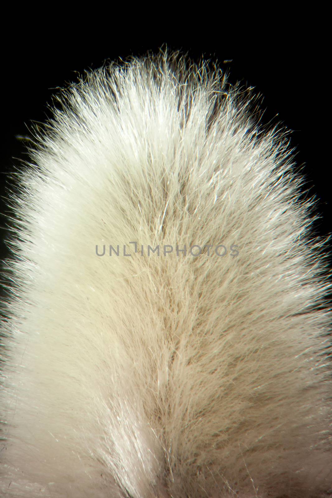 Close up of a Pussy Willow