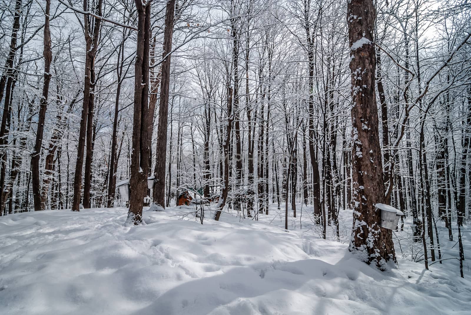 A walk into the maple syrup, sugar shack woods just as the season gets started.