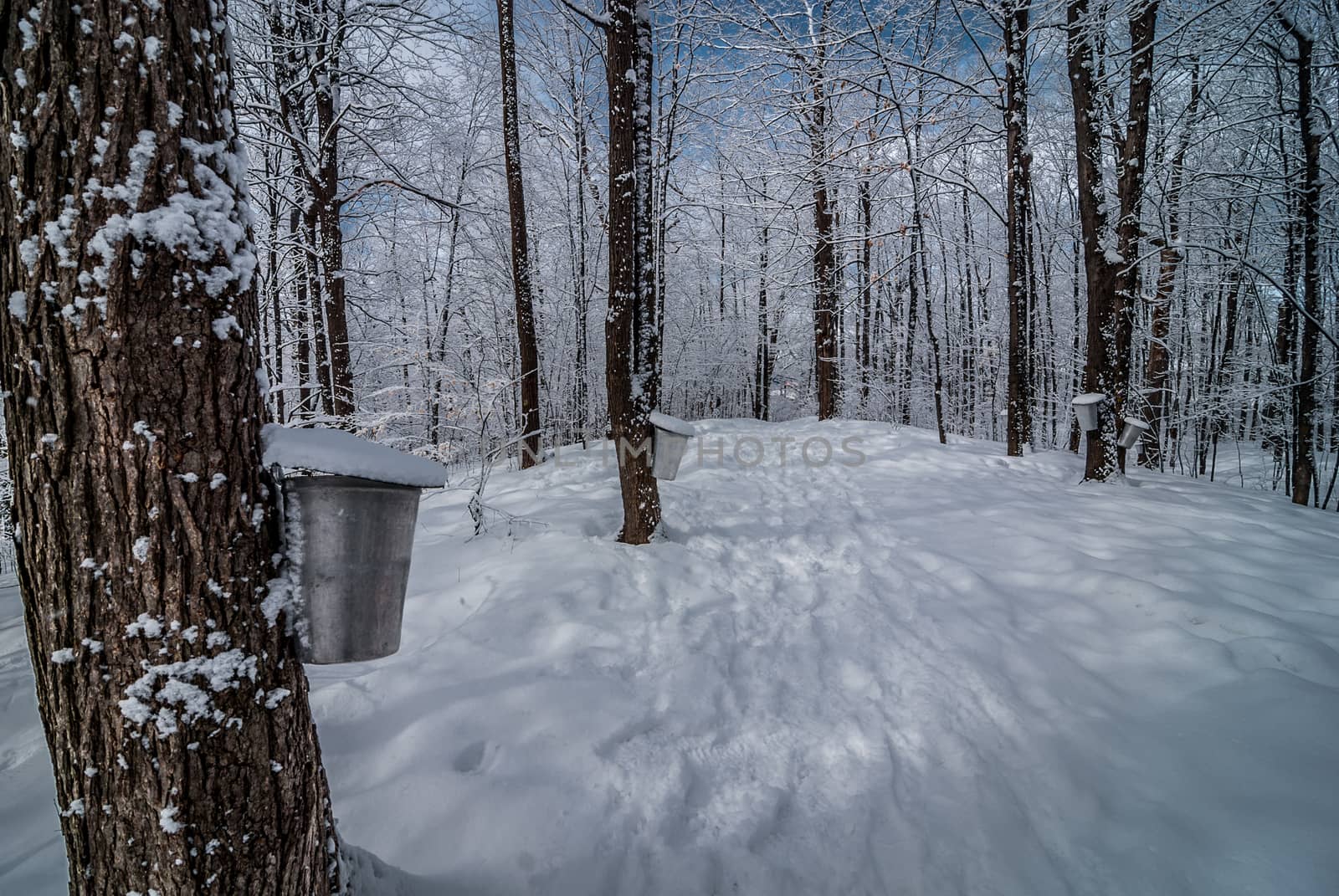 A walk into the maple syrup, sugar shack woods just as the season gets started.