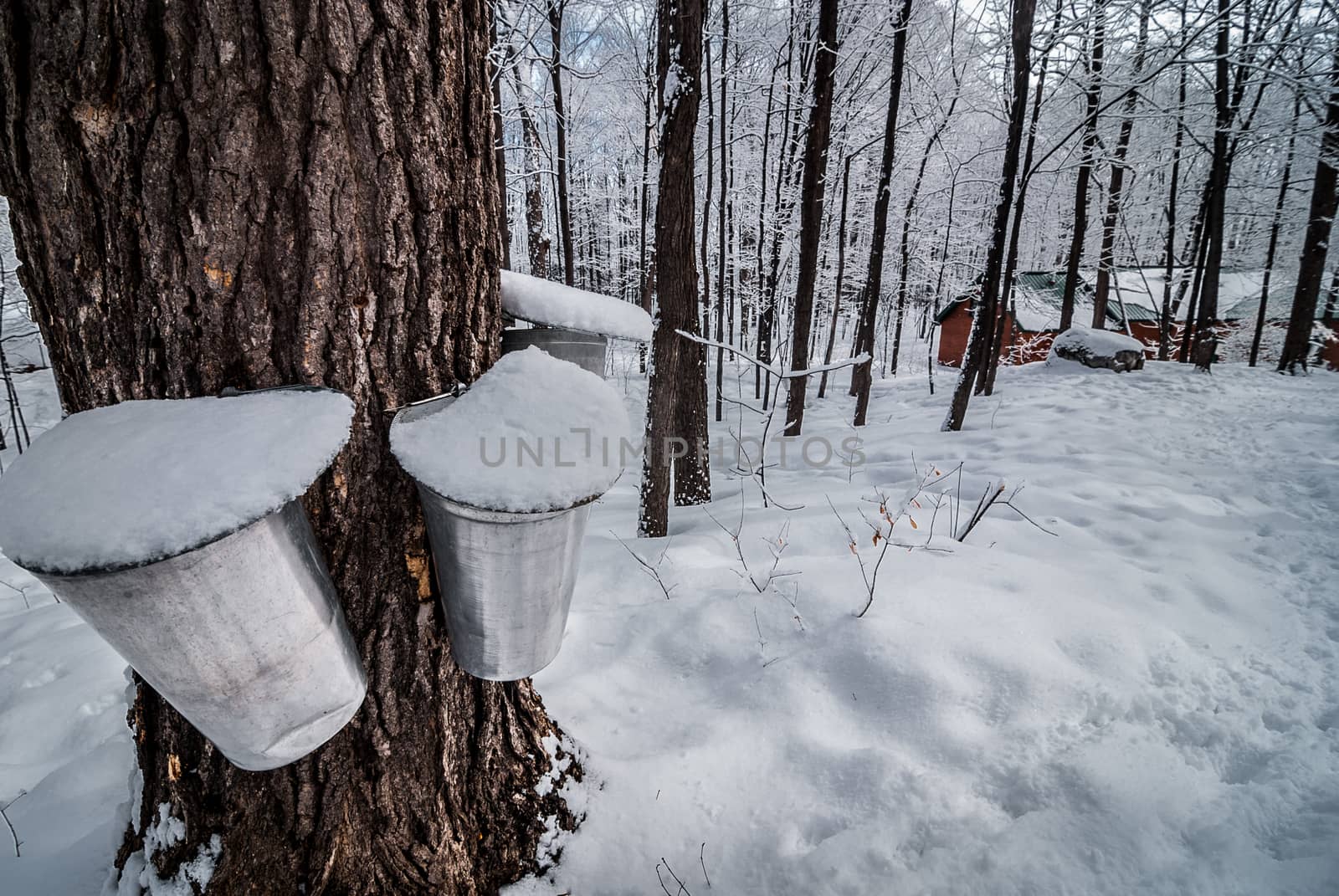 A walk into the maple syrup, sugar shack woods just as the season gets started.