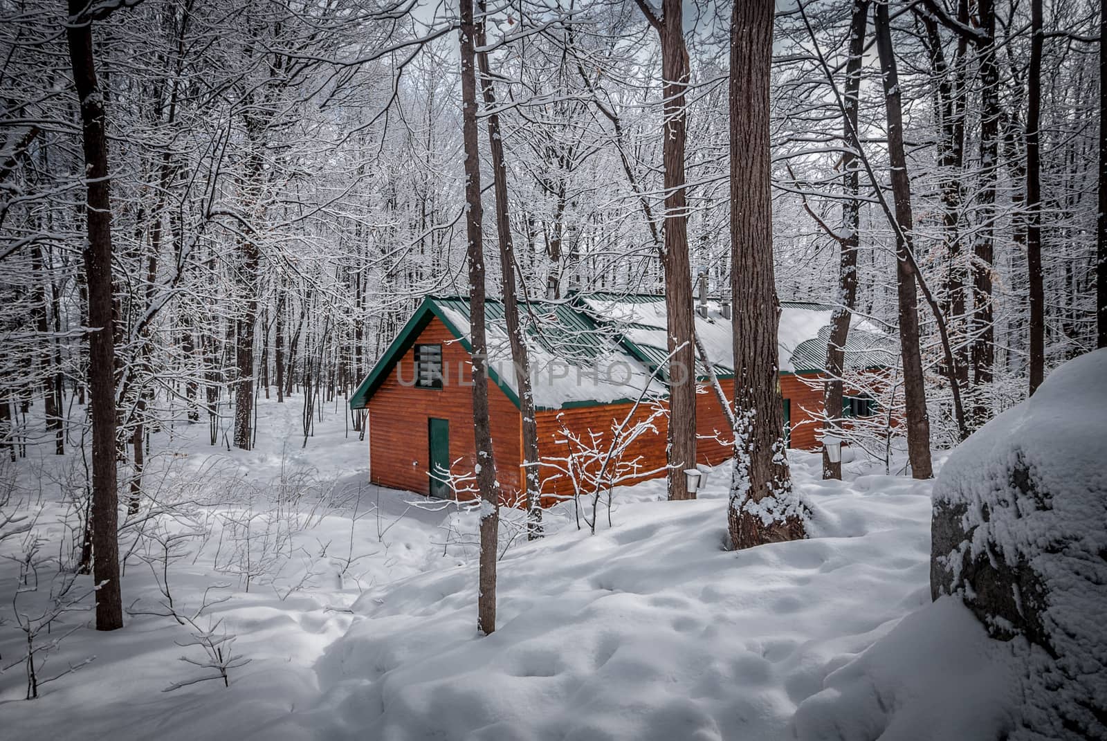 A walk into the maple syrup, sugar shack woods just as the season gets started.