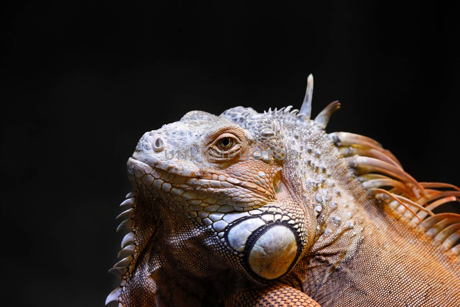Portrait of a lizard close up