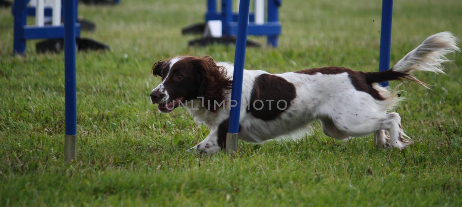 Cute working type english springer spaniel pet gundog doing agility