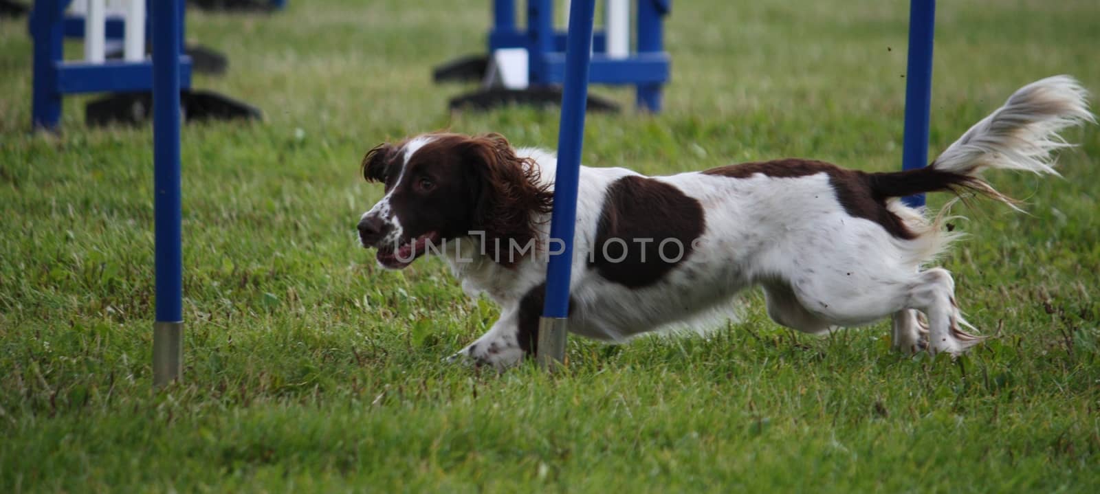 Cute working type english springer spaniel pet gundog doing agility by chrisga