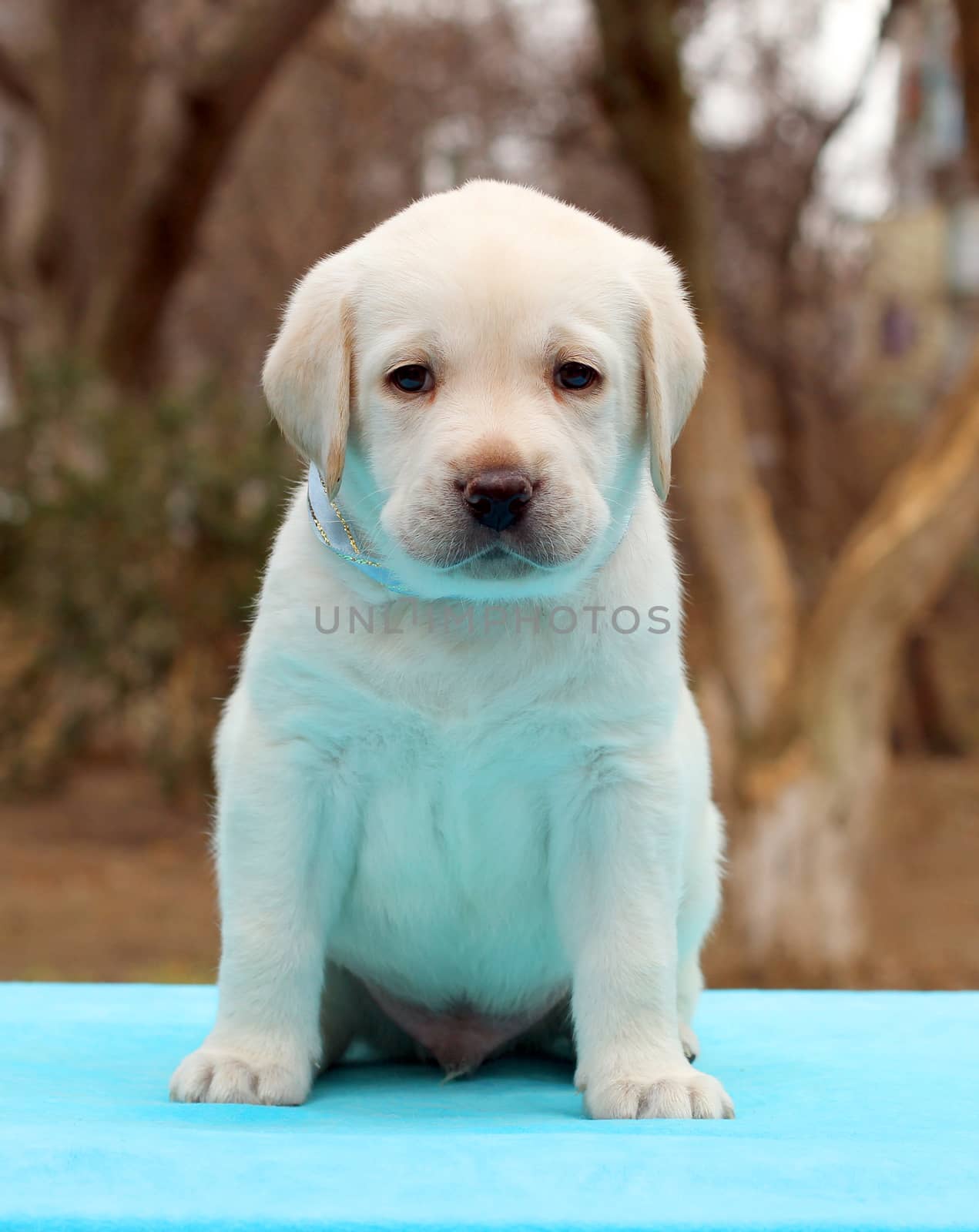 yellow labrador puppy sitting on blue background