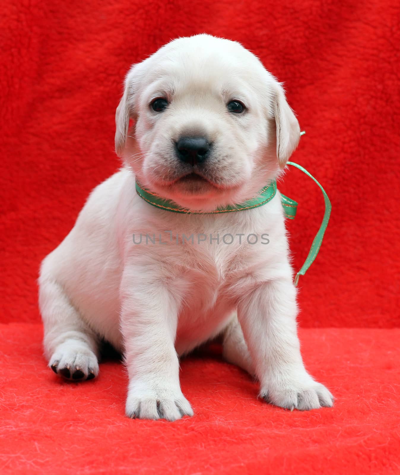 a nice yellow labrador puppy sitting on red background