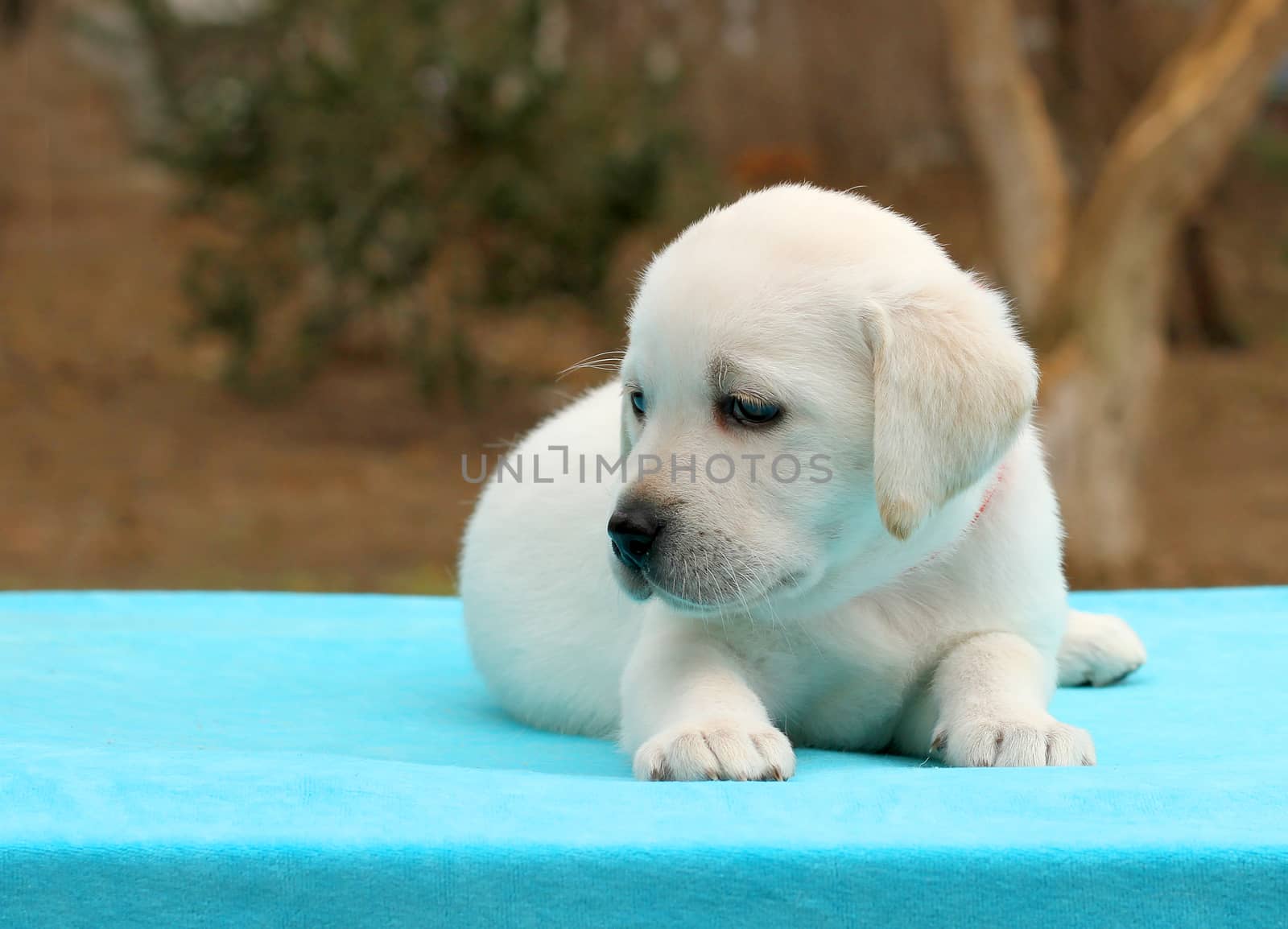 a yellow labrador puppy laying on blue background