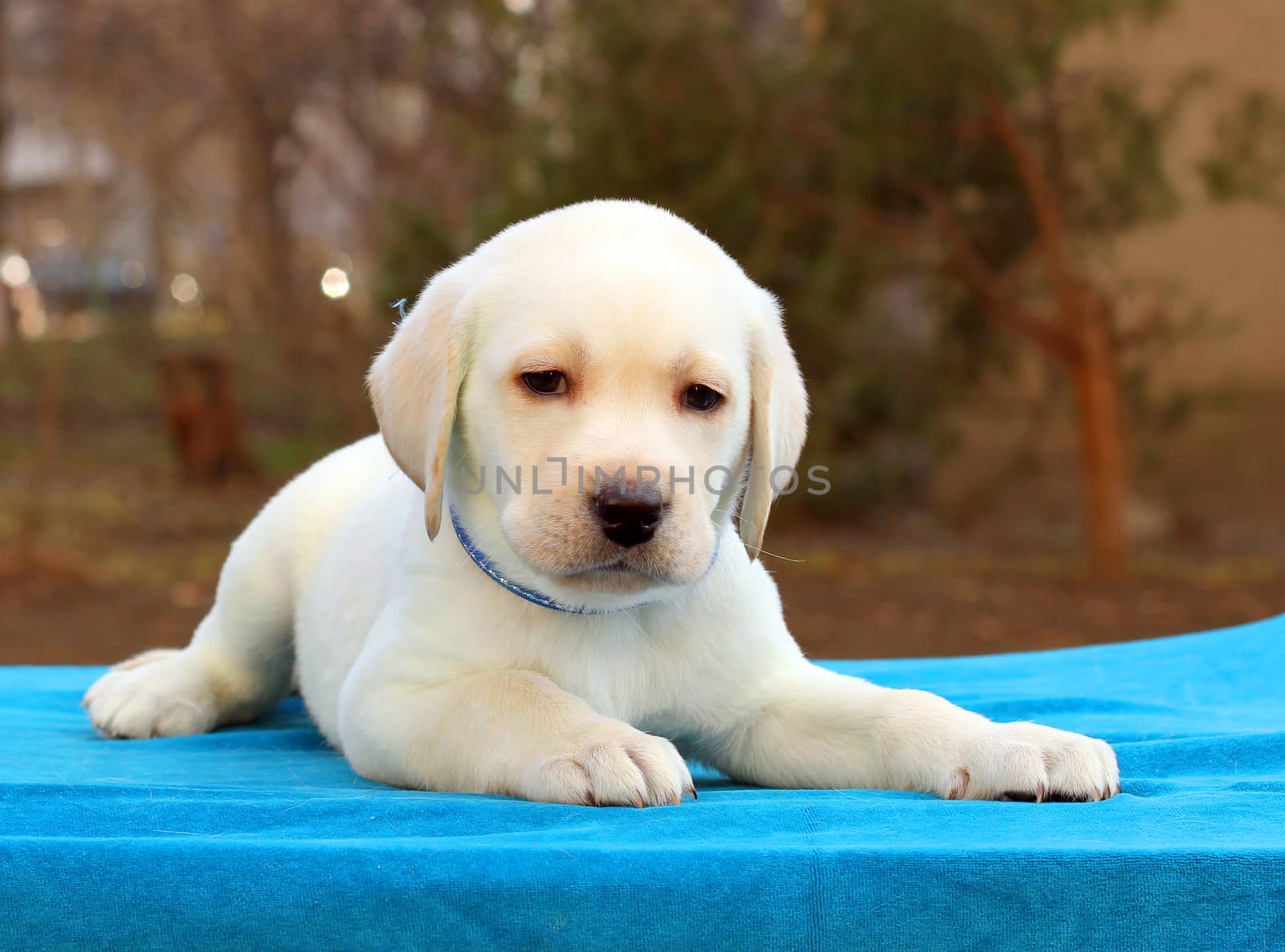 nice little yellow labrador puppy laying on blue background