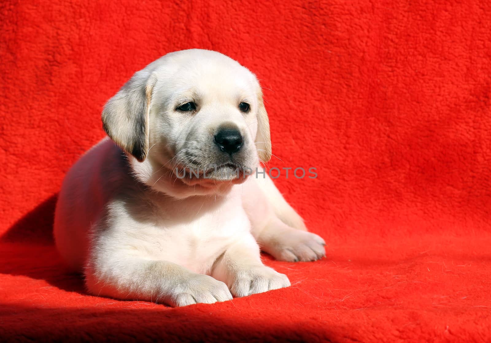 the nice yellow labrador puppy laying on red background