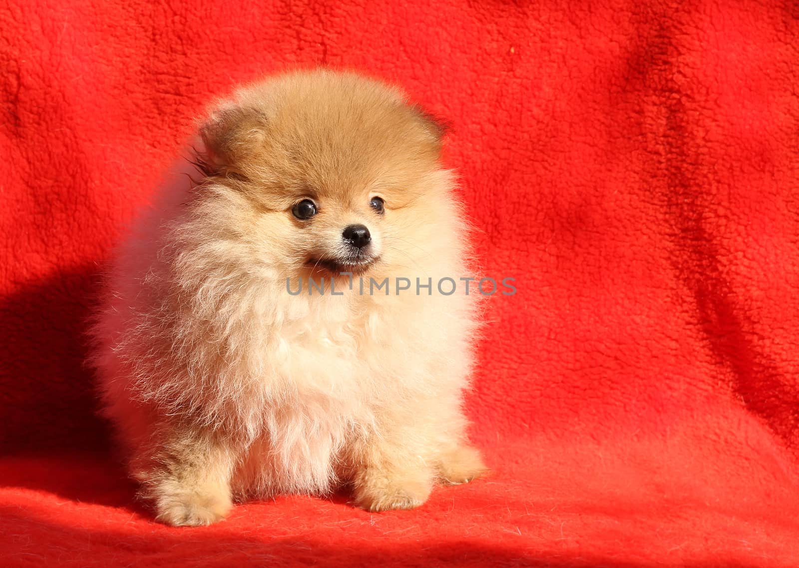 Pomeranian dog by Yarvet