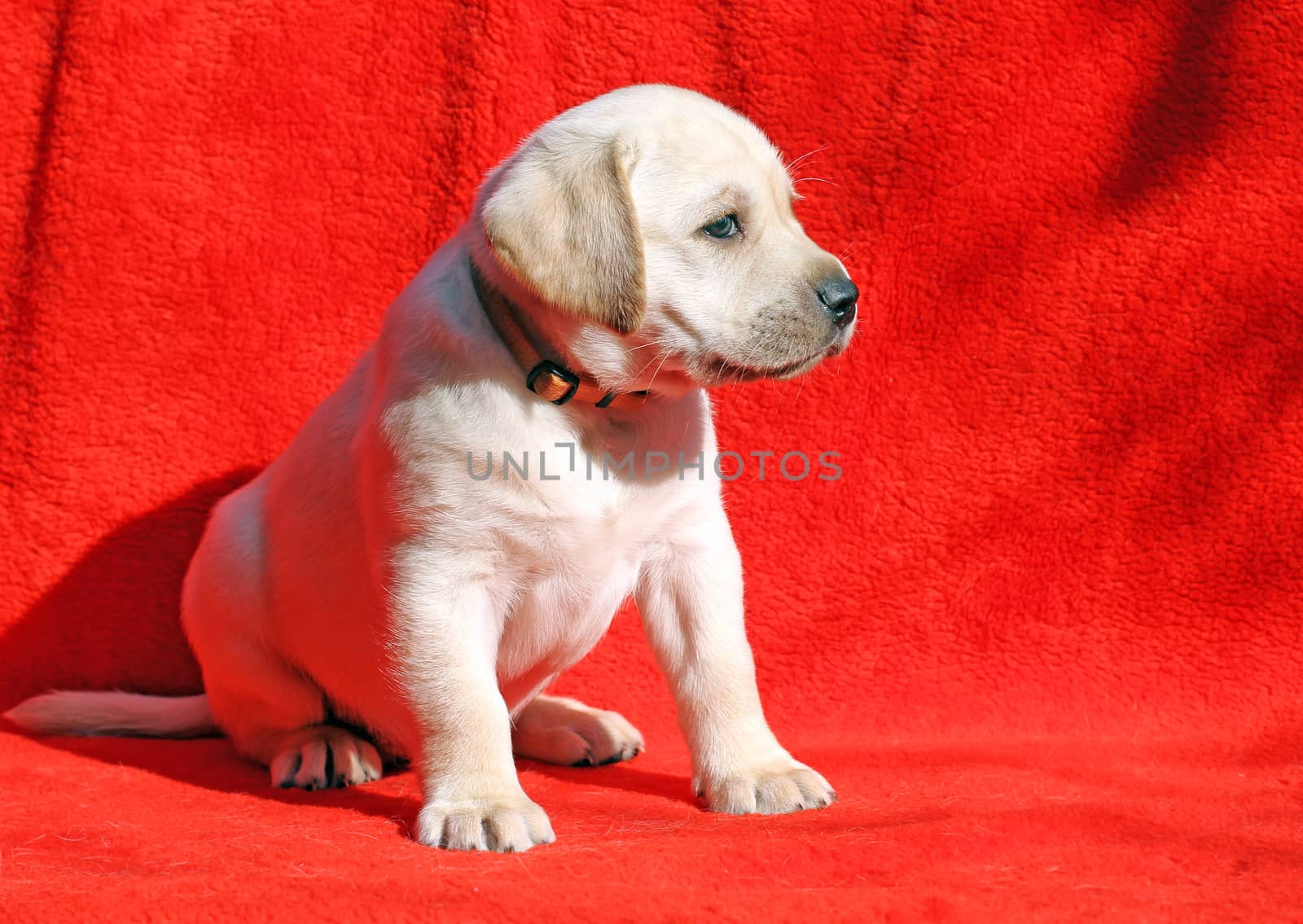 the nice yellow labrador puppy sitting on red background