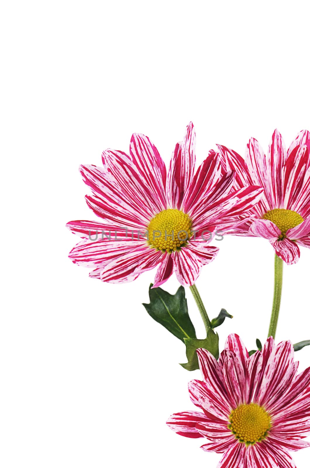 Flower pink chrysanthemums on isolated white background