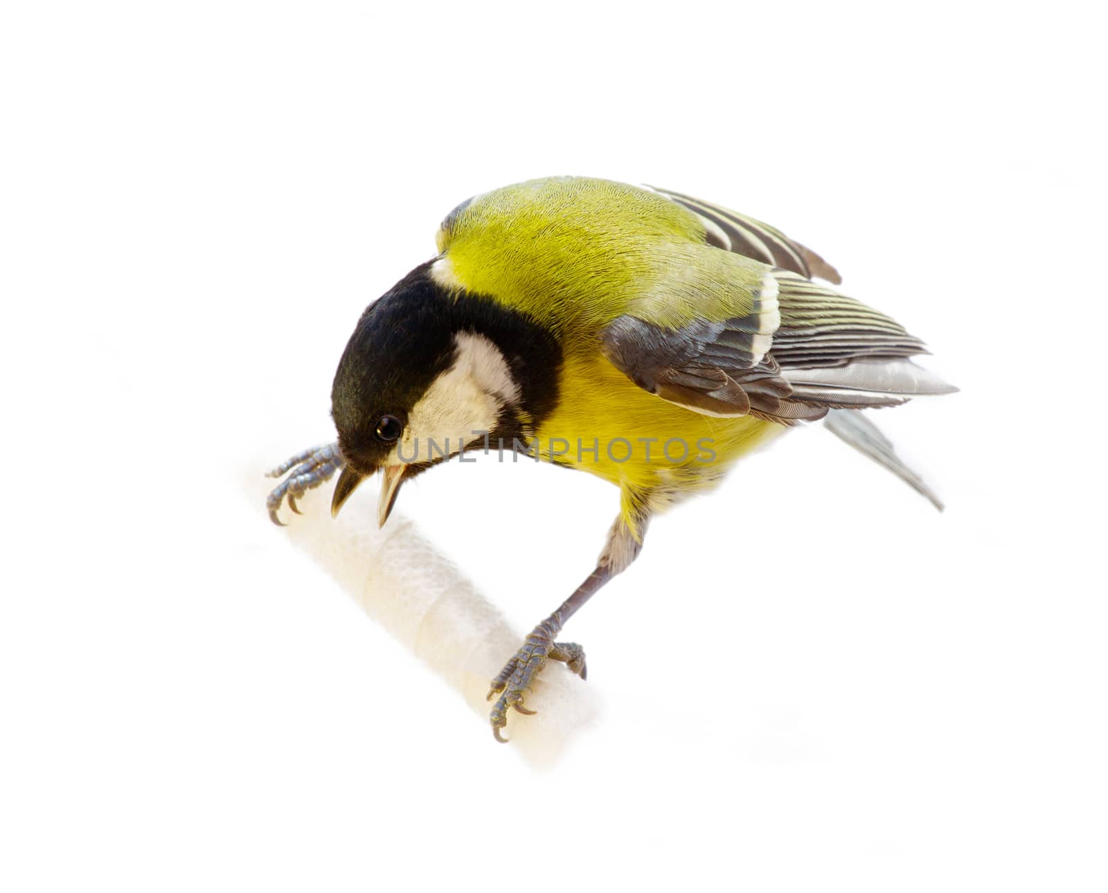 titmouse bird isolated on white