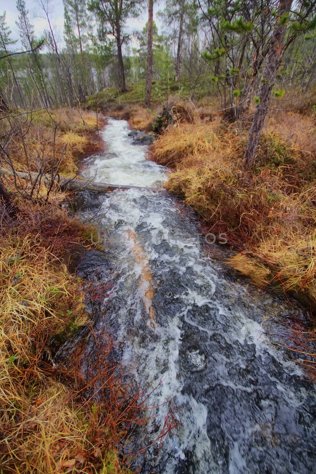 Fast stream in the taiga by max51288
