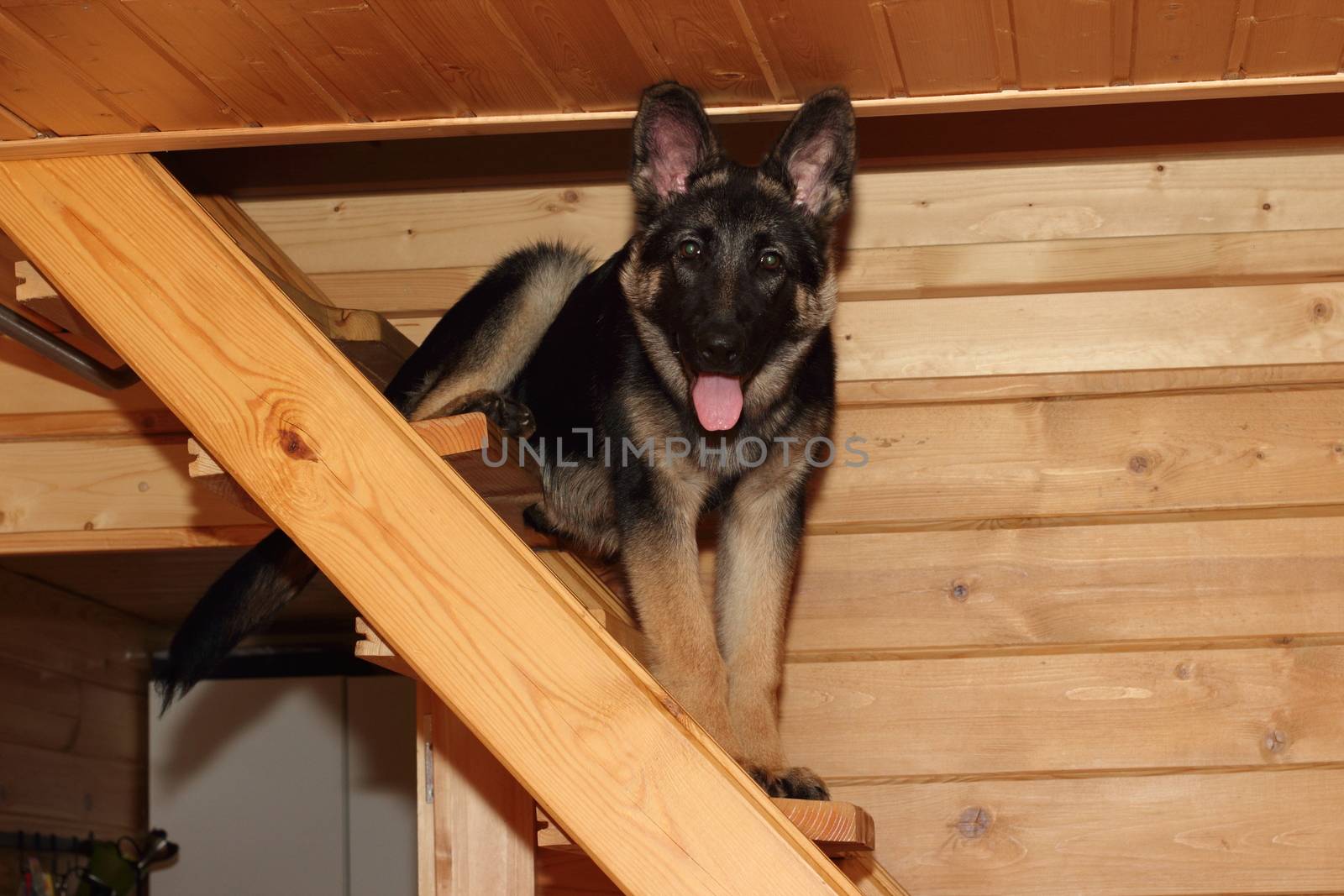 Beautiful German Shepherd puppy in the wooden house