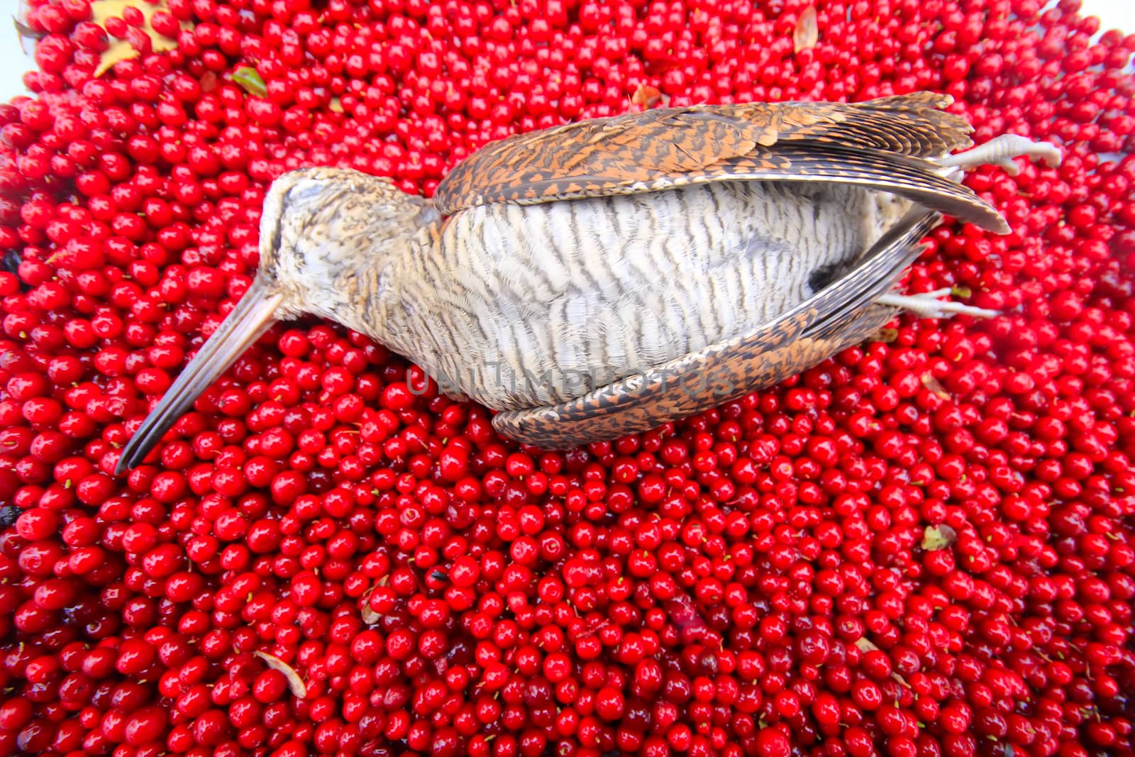 hunting scene  bird with red berries by max51288