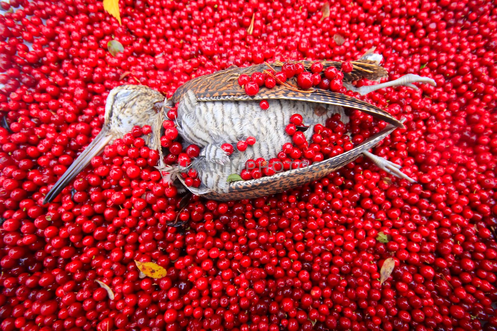 woodcock covered with red cranberries.