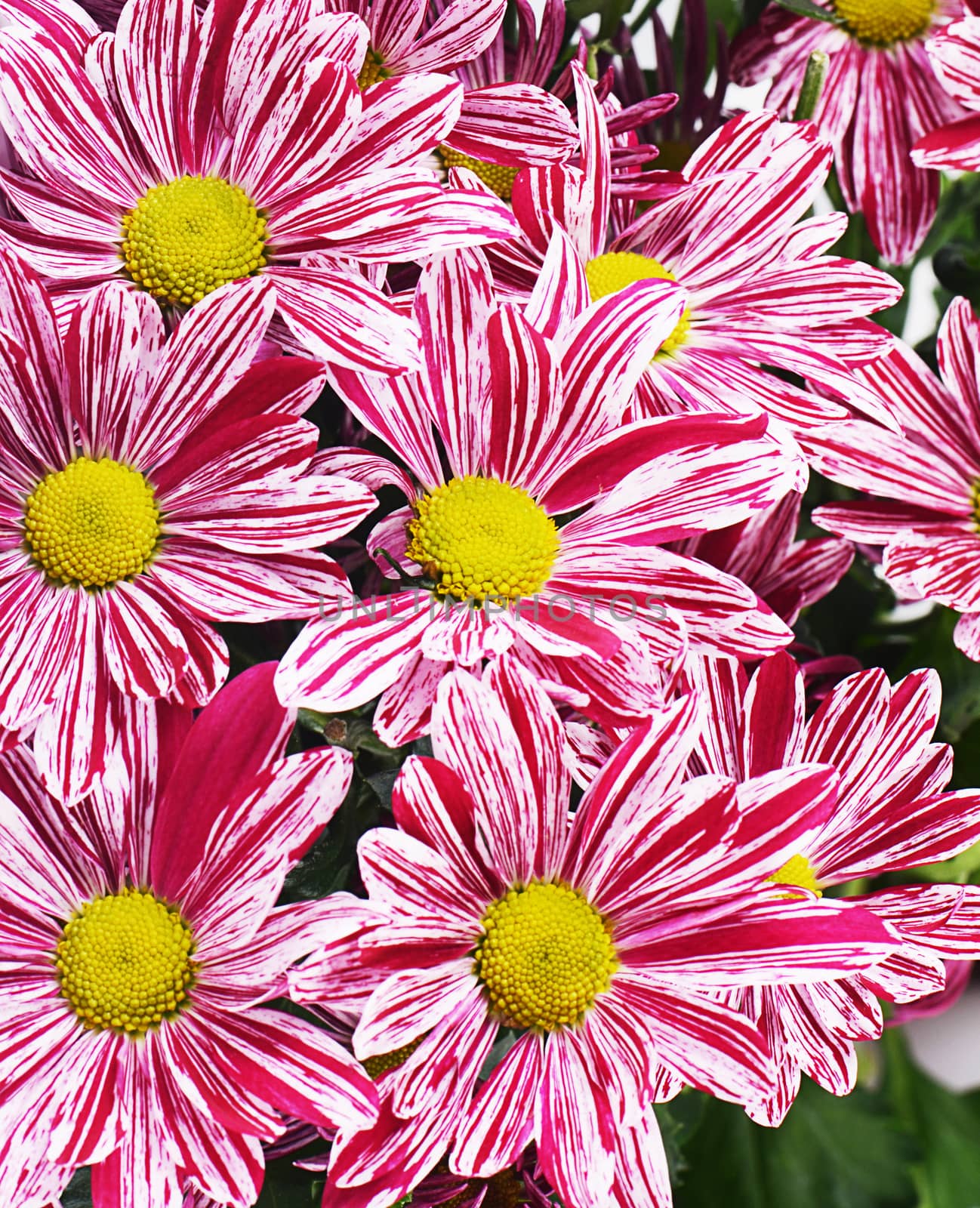 The flower pink chrysanthemums as a  background