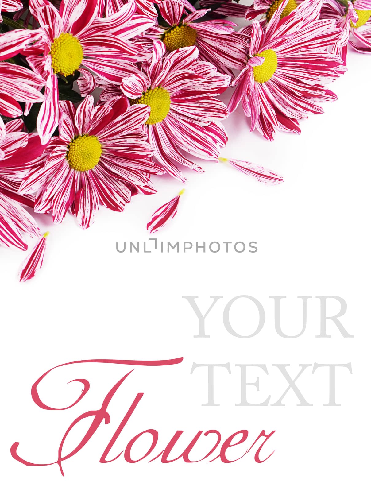 Flower pink chrysanthemums on isolated white background