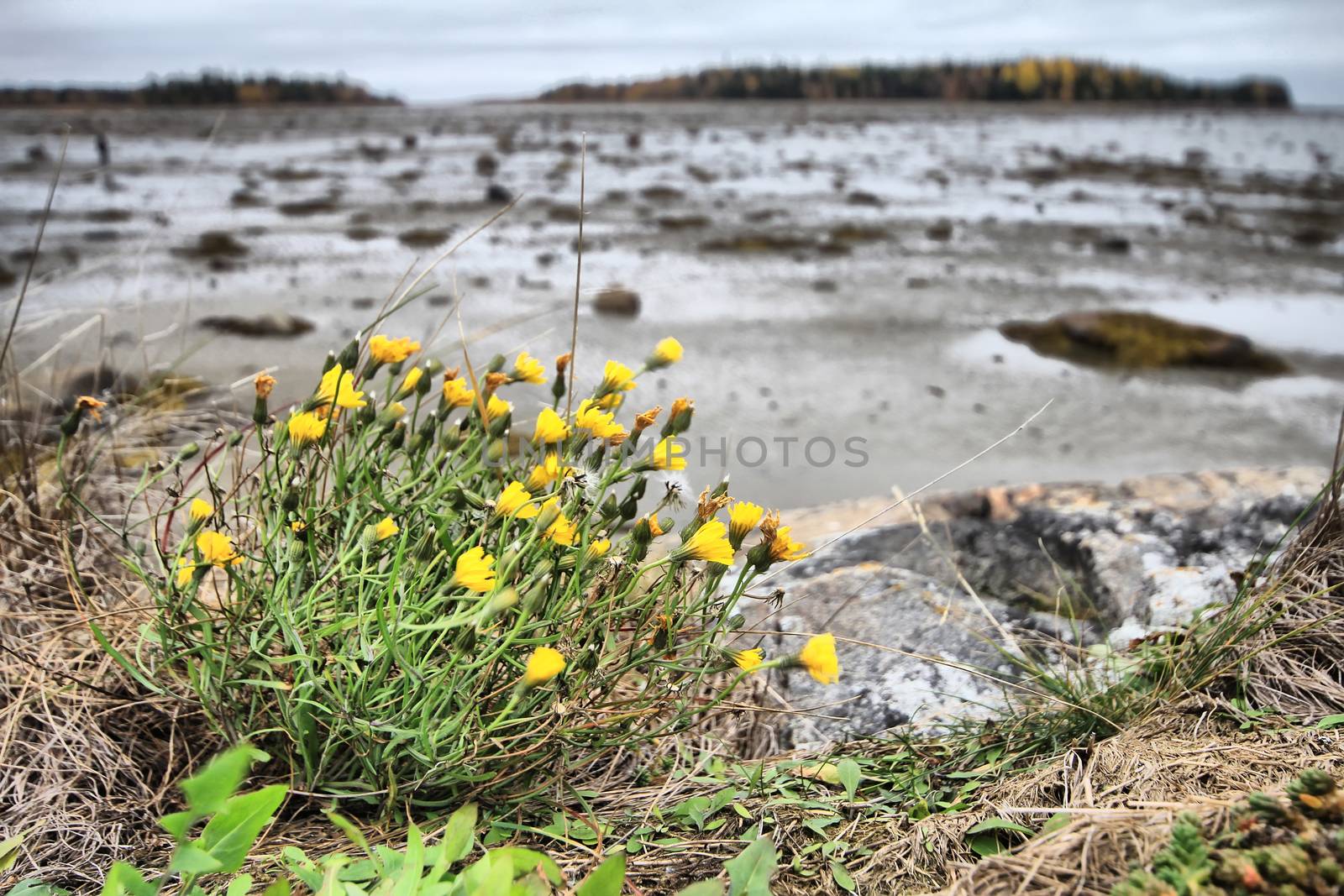 last yellow autumn flowers trembling in  wind. In  background autumn seaside landscape at low tide.