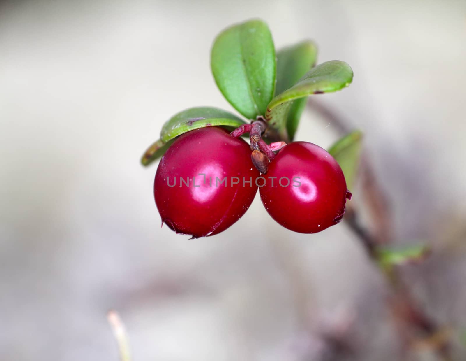 Red cranberries by max51288