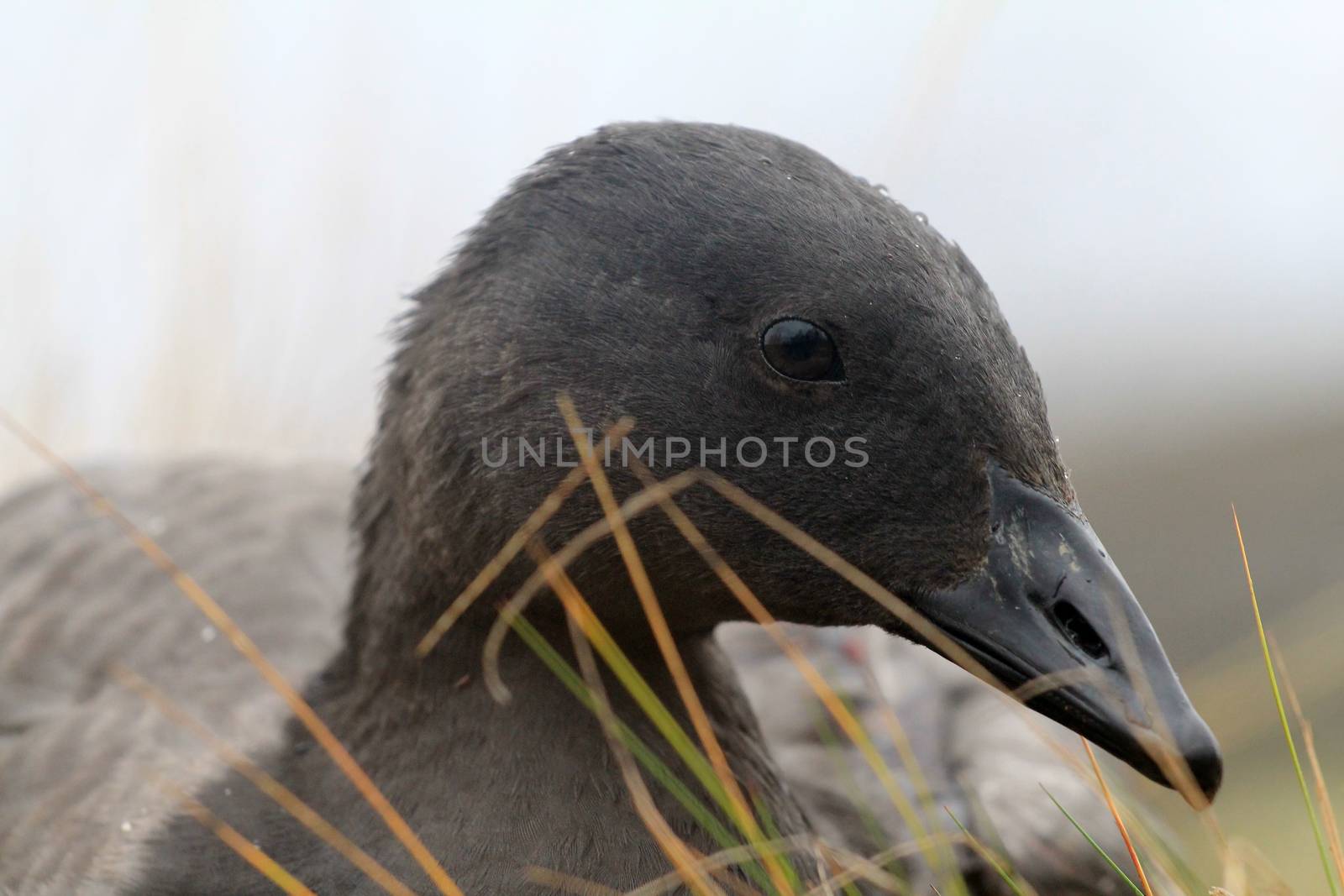 Unusual black goose is resting on reindeer moss by max51288