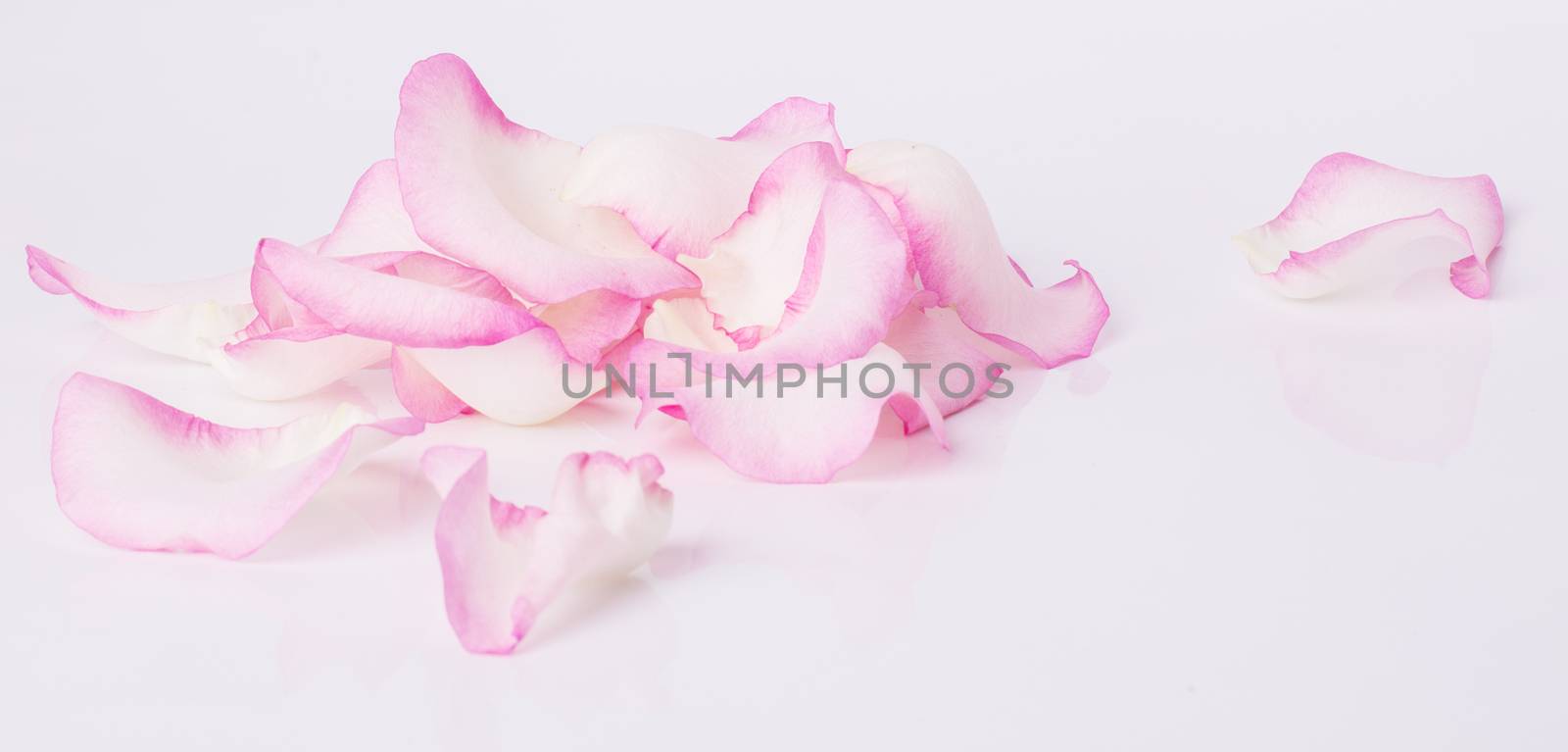 Blossom, flower. Beautiful, pink rose