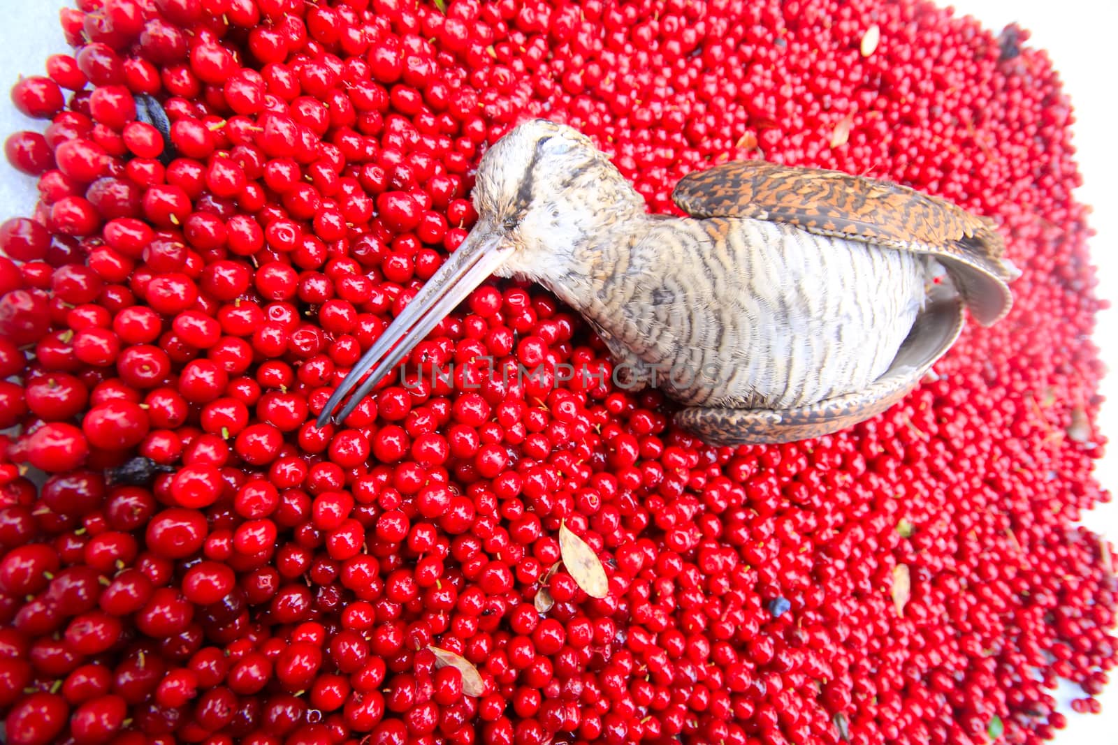 woodcock covered with red cranberries.