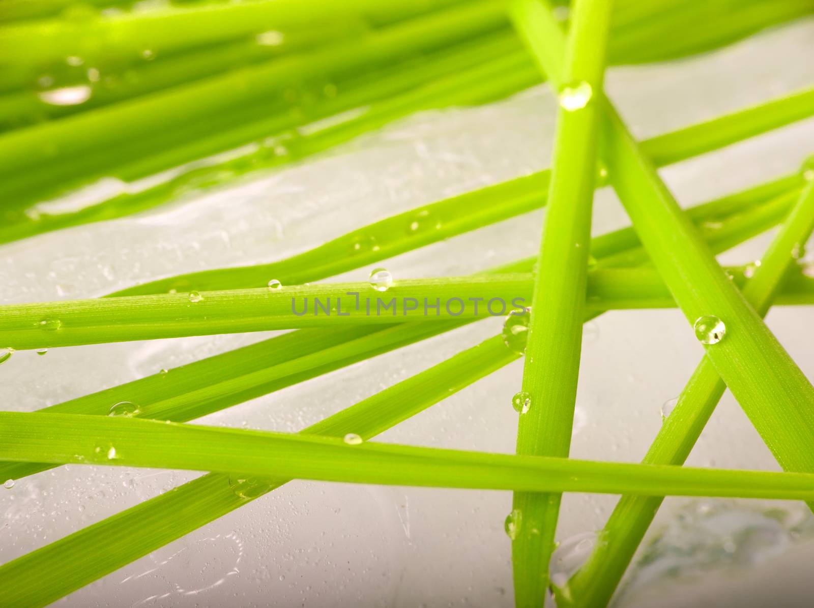 stalks of green grass on background of spring ice macro by max51288
