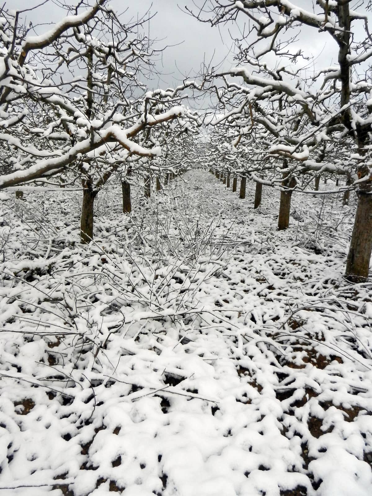         Picture of pruned    Apple orchard in winter                    