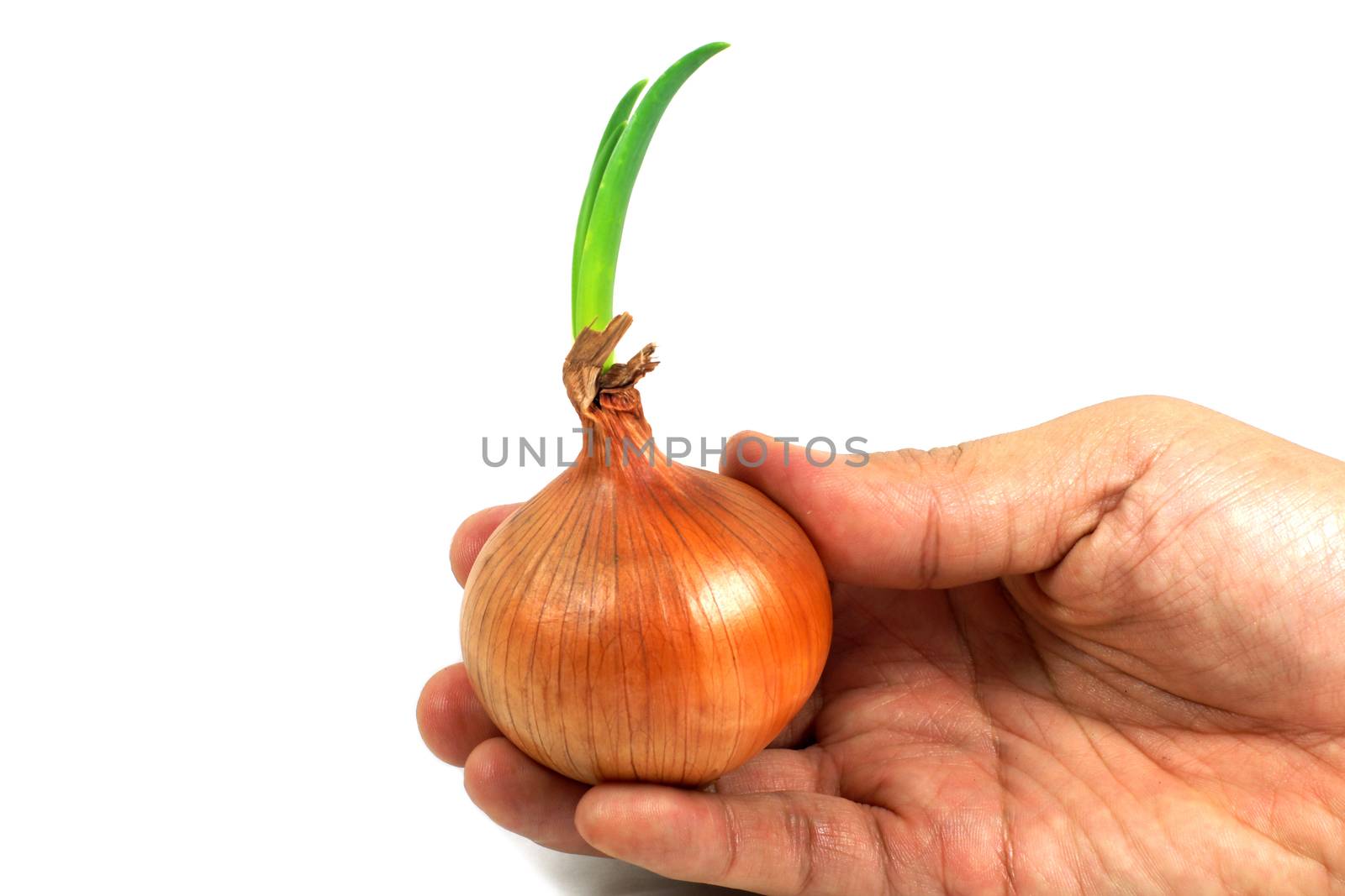Growing Onion on right hand