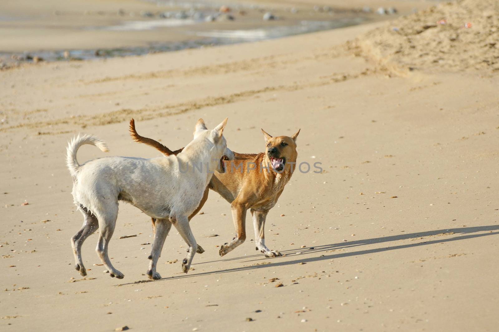 Dog on the beach by mranucha