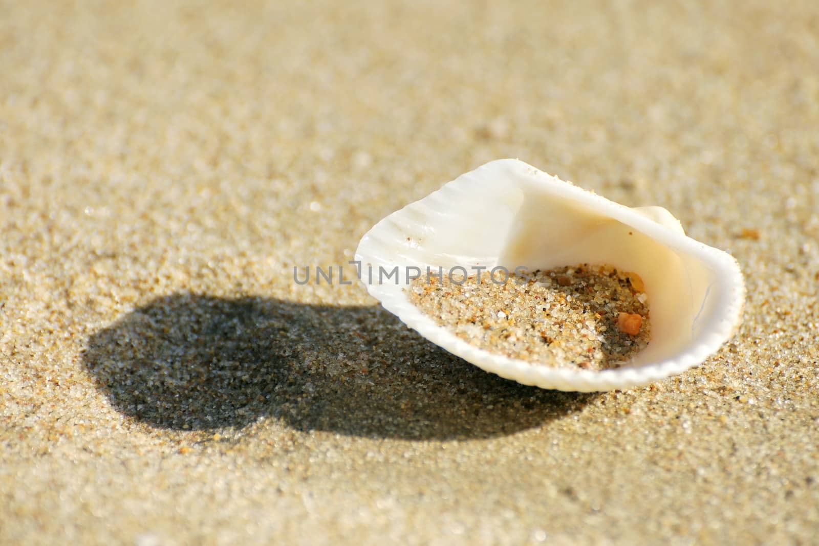 Shell on tropical beach