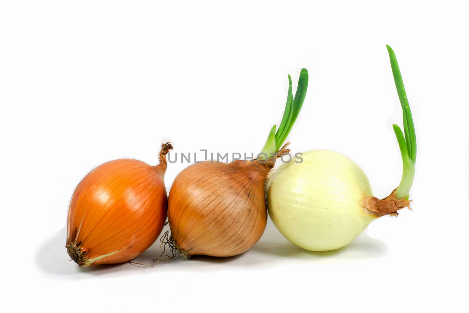Growing Onions by mranucha